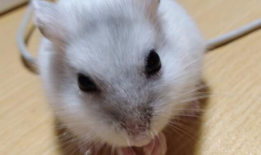 小仓鼠视频,小仓鼠视频里的欢乐时光